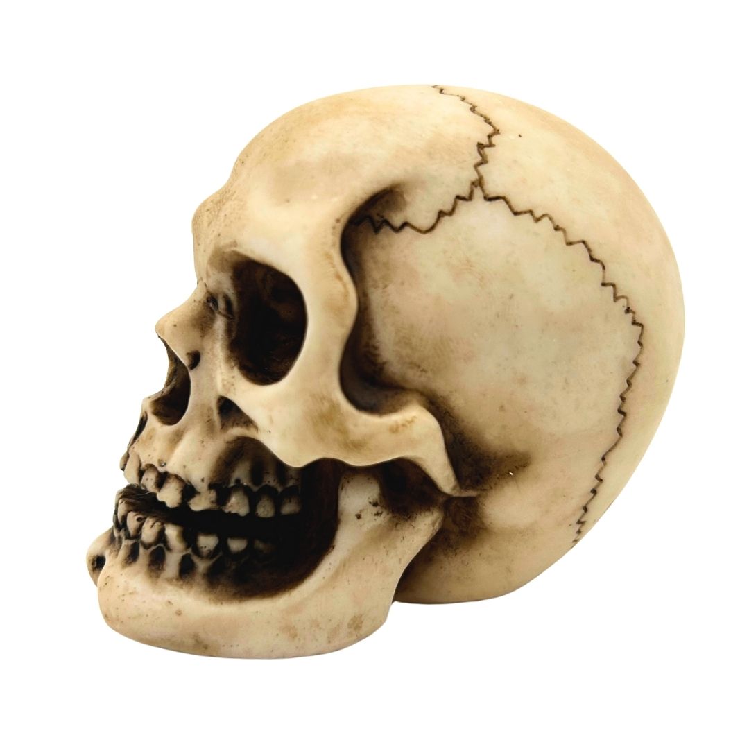 Dödskalle figur modell dekoration Halloween gadget present - MC-30683