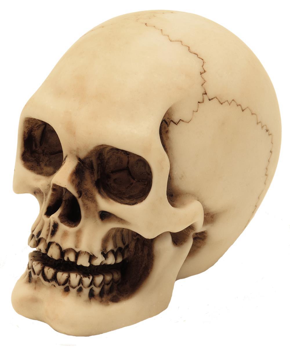 Dödskalle figur modell dekoration Halloween gadget present - MC-30683